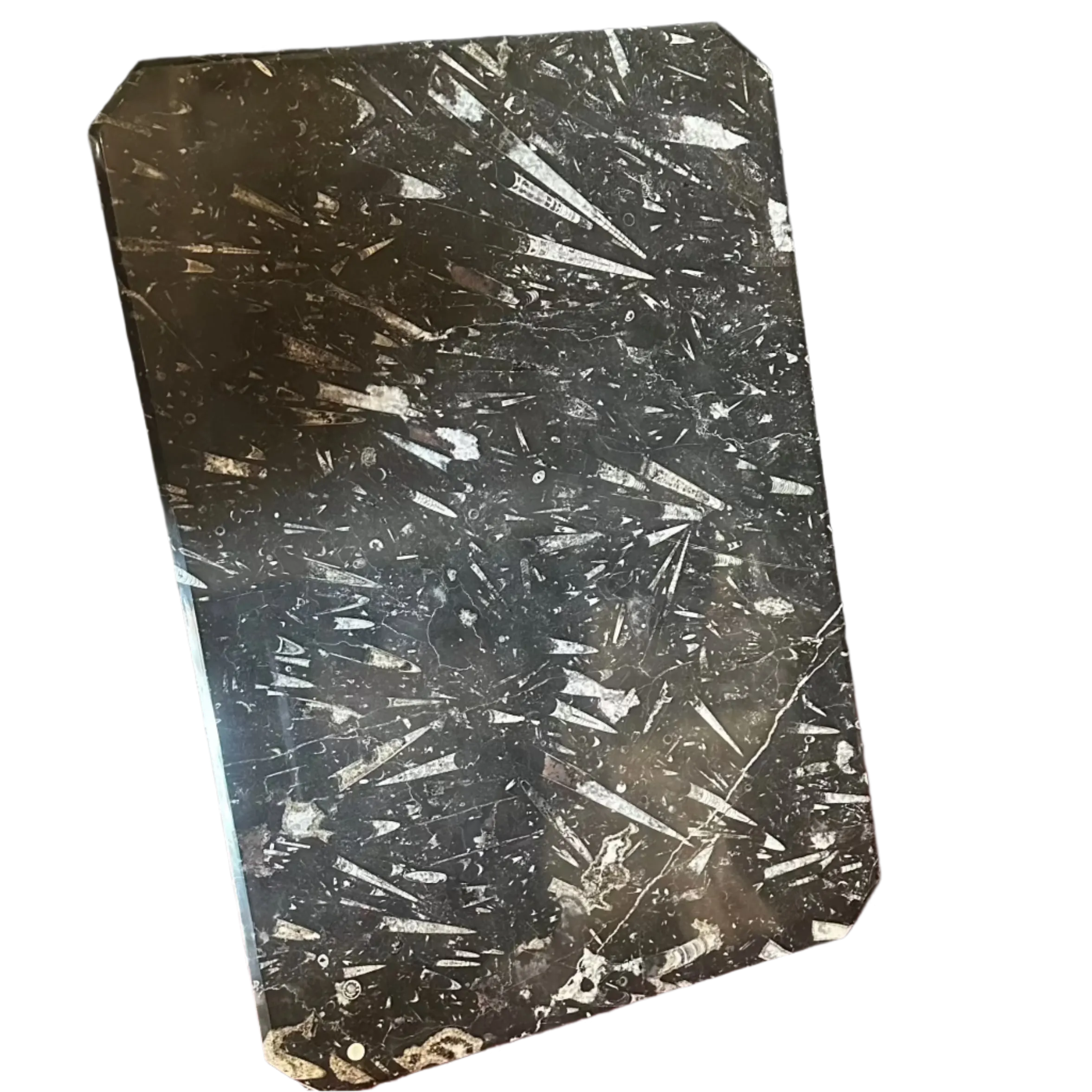Unique Tabletop Fossil With Ammonites And Orthoceras