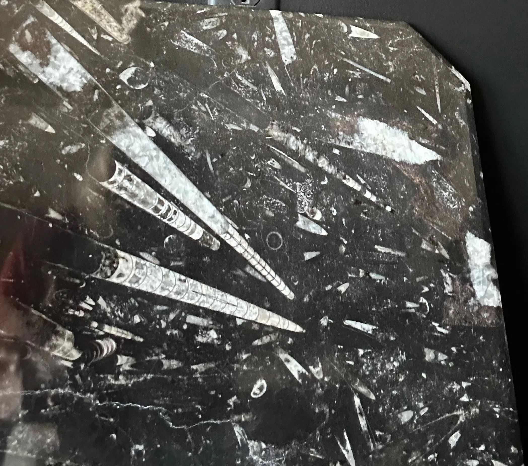 Unique Tabletop Fossil With Ammonites And Orthoceras